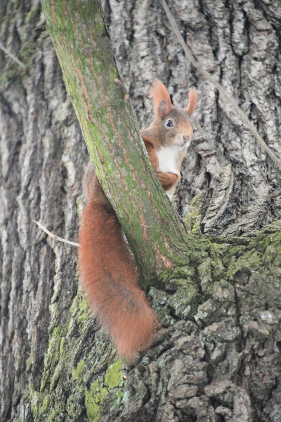 2026-01-21-03-veverka obecná.JPG